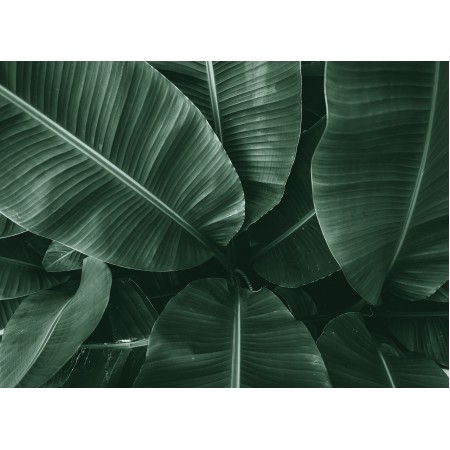 Photo Poster Print - Leaves